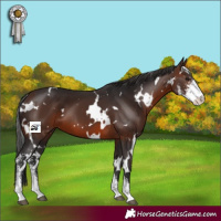 Horse Color:White Spotted Brown Sabino 