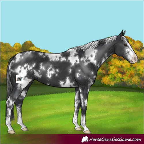 Horse Color:White Spotted Black Sabino