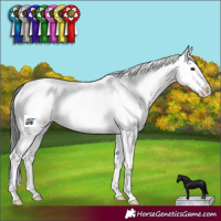 Horse Color:Black Sabino Varnish 