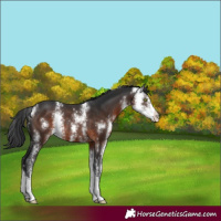Horse Color:Brown Sabino Rabicano