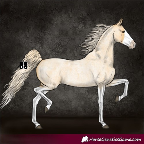 Horse Color:Palomino Roan Splash