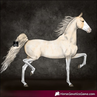 Horse Color:Palomino Roan Splash 