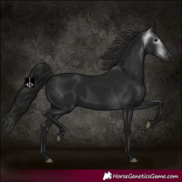 Horse Color:Gray Black 