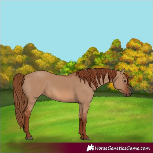 Horse Color:Red Dun 