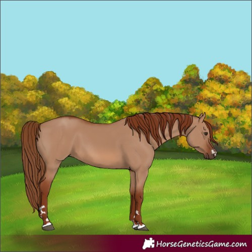 Horse Color:Red Dun 