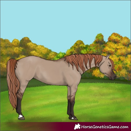 Horse Color:Liver Red Dun 