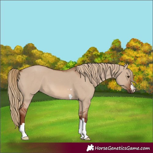 Horse Color:Red Dun 