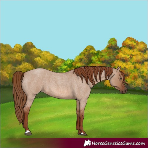 Horse Color:Red Dun Roan