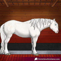 Horse Color:Cremello Appaloosa