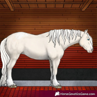 Horse Color:Cremello Varnish