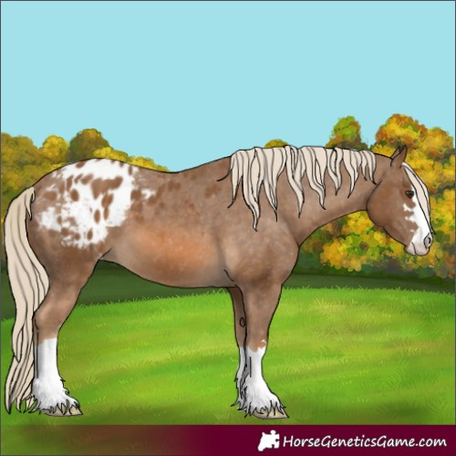 Horse Color:Unknown 