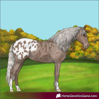 Horse Color:Silver Black Appaloosa 