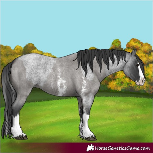 Horse Color:Blue Roan Sabino Splash  and Grullo Roan Sabino Splash 
