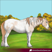 Horse Color:Chocolate Palomino Roan Pearl Tobiano Frame  and Buckskin Roan Pearl Tobiano Frame 