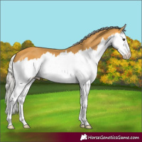 Horse Color:Silver Buckskin Splash