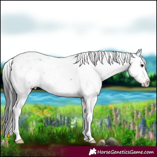 Horse Color:Black Sabino Rabicano