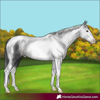 Horse Color:Black Tobiano Rabicano