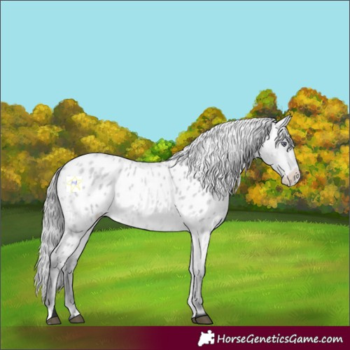 Horse Color:Bay Chinchilla Roan Appaloosa 