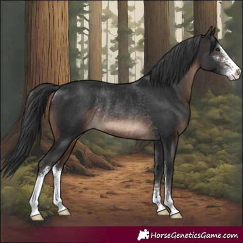 Horse Color:Brown Sabino Rabicano 
