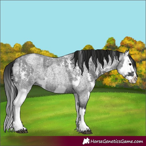 Horse Color:Blue Roan Sabino Splash  and Gray Blue Roan Sabino Splash 