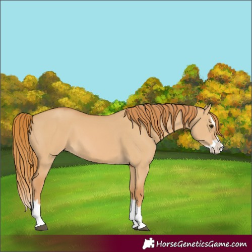 Horse Color:Unknown 