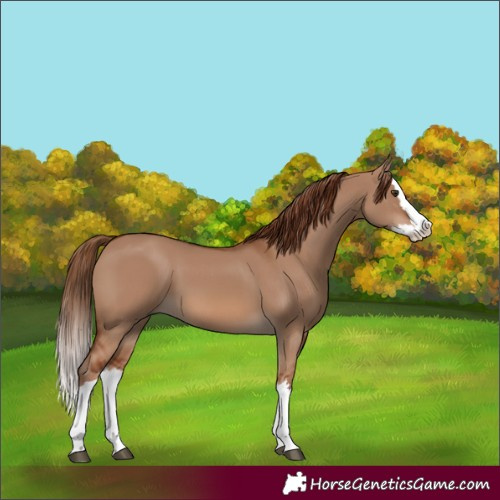 Horse Color:Red Dun Splash
