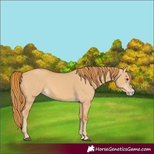 Horse Color:Unknown 
