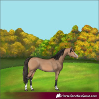 Horse Color:Bay Dun