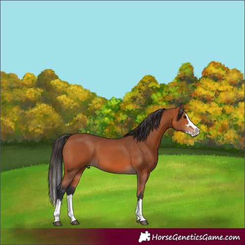 Horse Color:Bay Splash