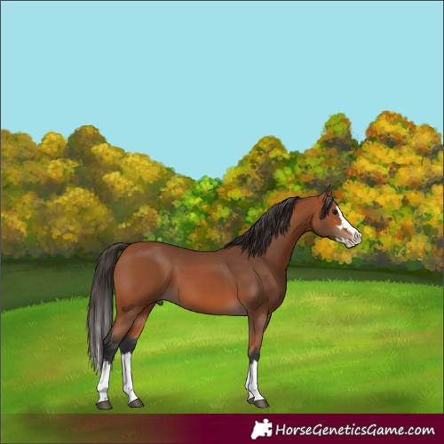 Horse Color:Bay Splash 