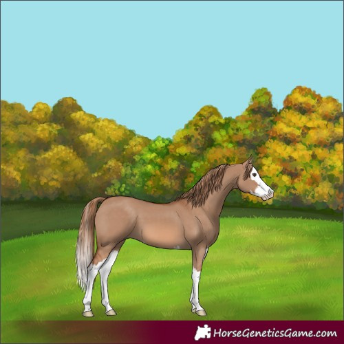 Horse Color:Red Dun Splash 