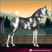 Horse Color:Black Sabino 