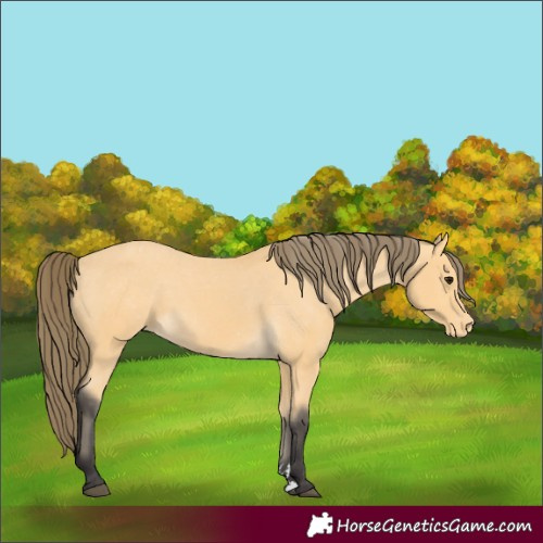 Horse Color:Unknown 