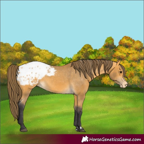 Horse Color:Unknown 