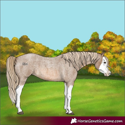 Horse Color:Chocolate Palomino Roan Splash 