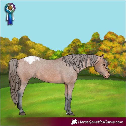 Horse Color:Bay Appaloosa