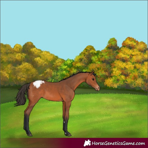 Horse Color:Bay Appaloosa