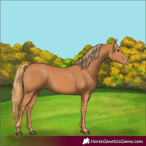 Horse Color:Chestnut Appaloosa