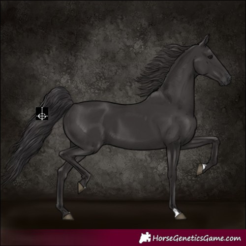 Horse Color:Smoky Black