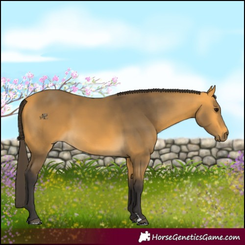 Horse Color:Buckskin 