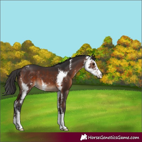 Horse Color:Brown Sabino 