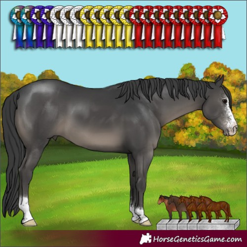 Horse Color:Black Sabino 