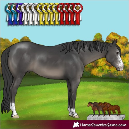 Horse Color:Black Sabino 