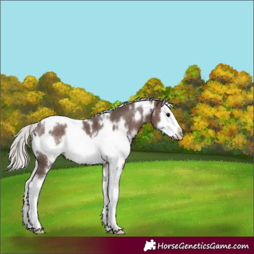 Horse Color:White Spotted Silver Black Splash Frame 