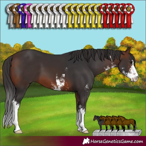 Horse Color:Brown Sabino 