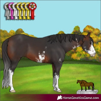 Horse Color:Brown Sabino 