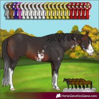 Horse Color:Brown Sabino 