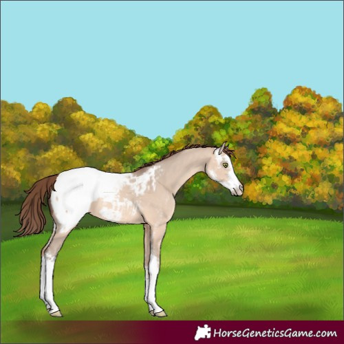 Horse Color:Amber Champagne Dun Sabino Appaloosa 