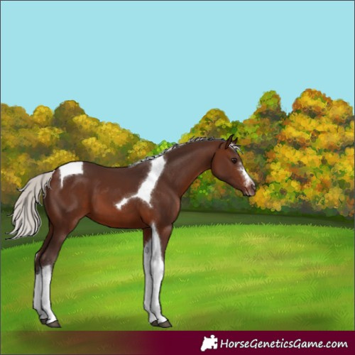 Horse Color:Silver Brown Sabino Tobiano 