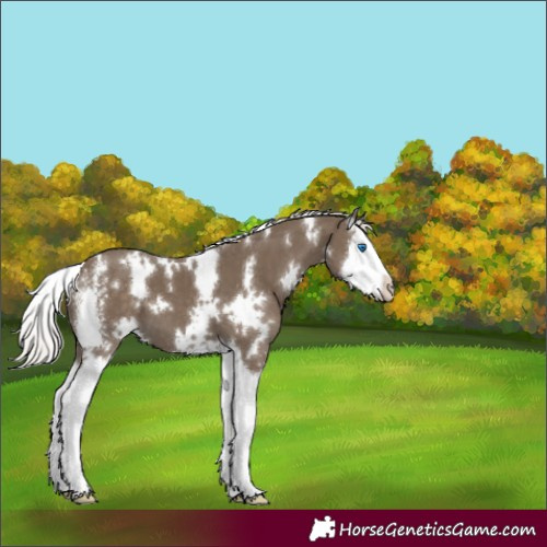 Horse Color:White Spotted Silver Smoky Black Sabino Splash 